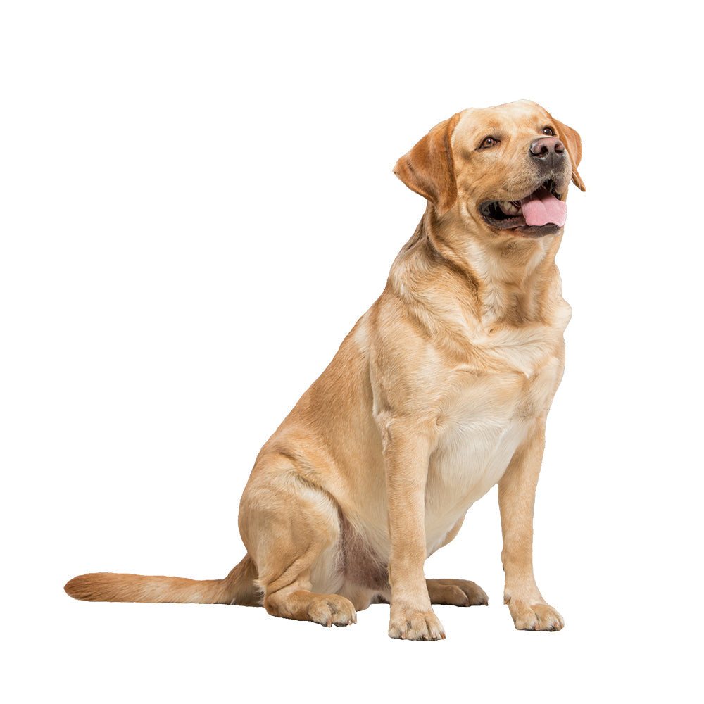 Hund