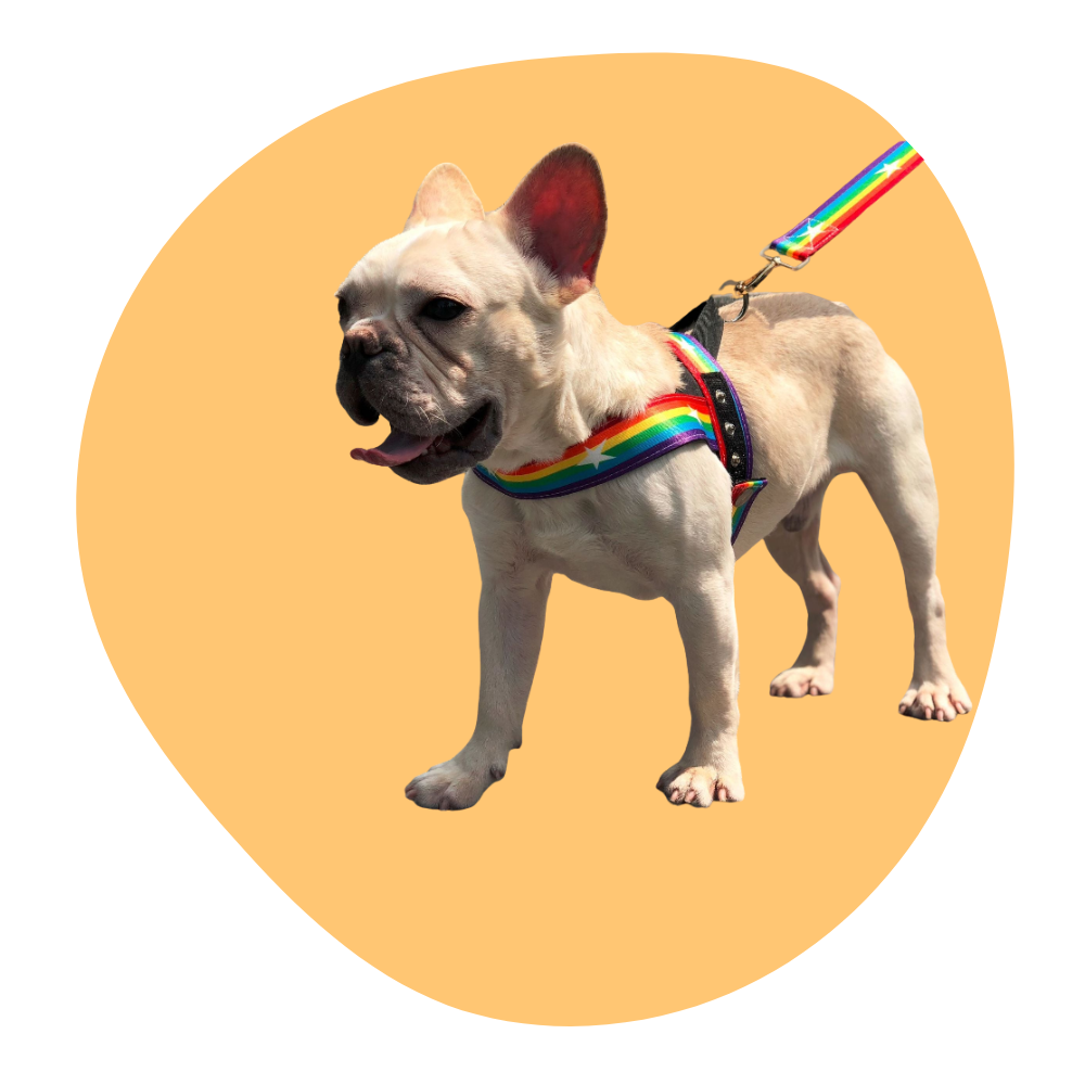 Rainbow cool dog chain dog leash
