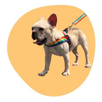 Rainbow cool dog chain dog leash